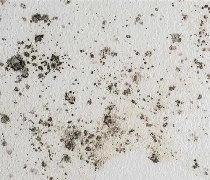 white wall with black and grey mold 